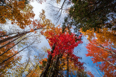 Low angle view of trees against sky during autumn