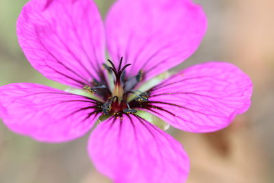 Close-up of pink flower