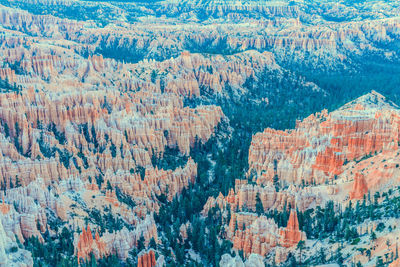 Full frame shot of pine tree