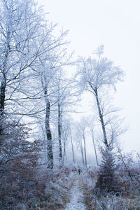 Bare trees on snow covered land