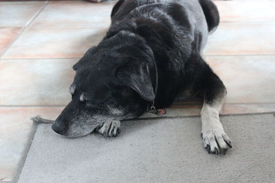 High angle view of dog sleeping on floor