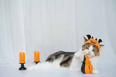 Cat with halloween costume concept during play toy