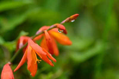 Close-up of red flowers