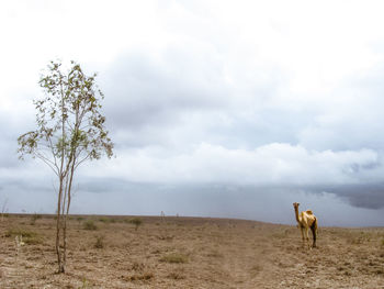 View of a horse on field