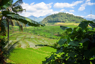 Scenic view of agricultural field against sky