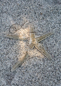 High angle view of lizard on sand