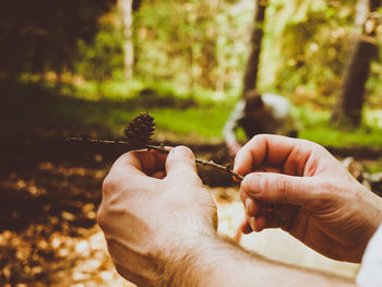 Cropped hands of man holding pine cone