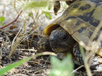 Close-up of turtle on field