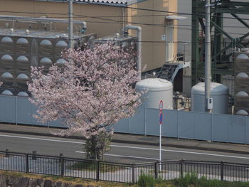 Cherry blossom tree in front of building