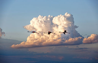 Low angle view of birds flying in sky
