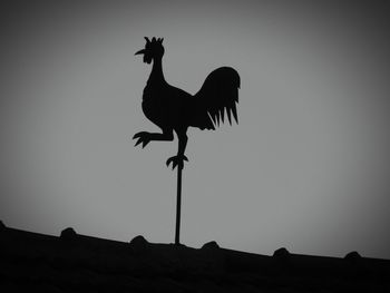 Silhouette of a bird