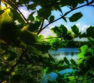 Trees growing against sky