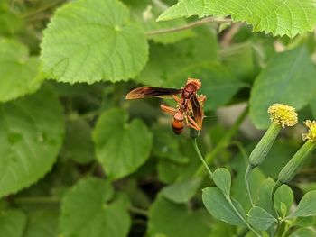 Close-up of insect pollinating on flower