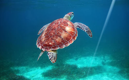 Close-up of jellyfish swimming in sea