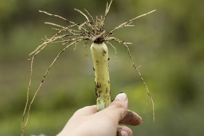 Close-up of hand holding plant