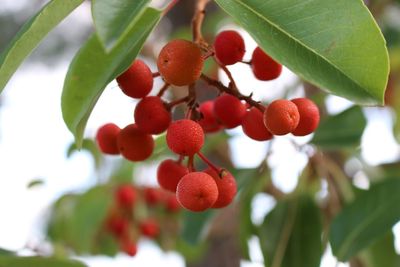 Close-up of berries on tree