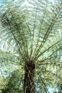 Low angle view of palm tree