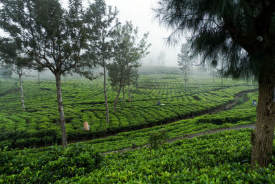 Scenic view of agricultural field