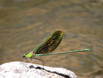 Close-up of dragonfly on rock