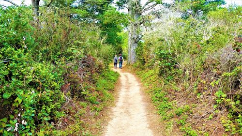 Rear view of woman walking on road amidst trees