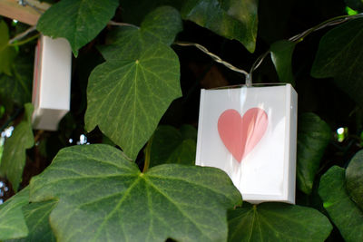 Close-up of heart shape leaves on plant