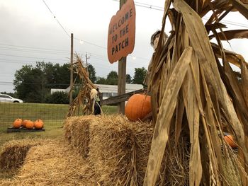 Hay bales on field against sky