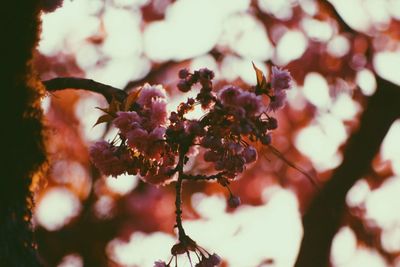 Close-up of flowers on tree
