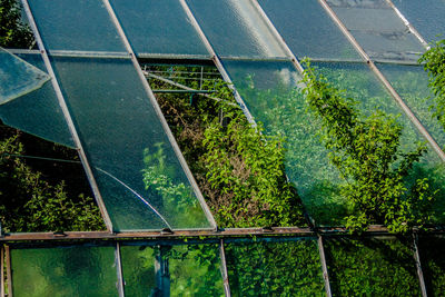 Close-up of plants in greenhouse
