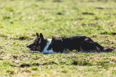 Portrait of a dog on grassy field