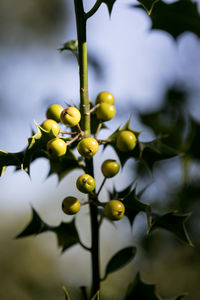 Close-up of fruits growing on tree