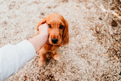 Portrait of hand holding dog