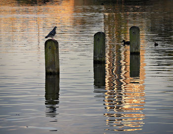 Bird perching on wooden post by lake