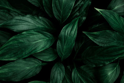 Full frame shot of green leaves