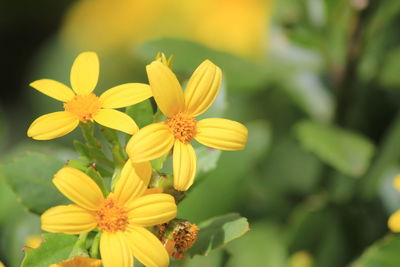 Close-up of yellow flowers blooming outdoors