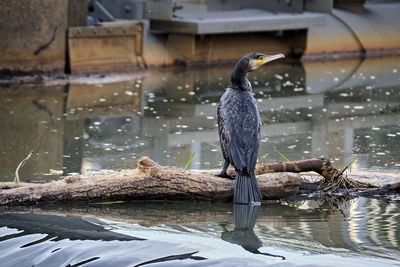 Bird perching on a lake