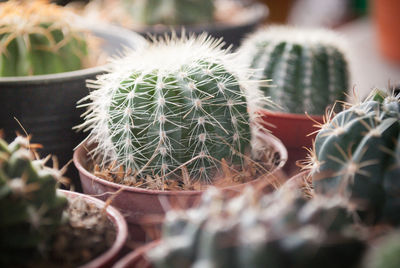 Close-up of cactus growing in pot
