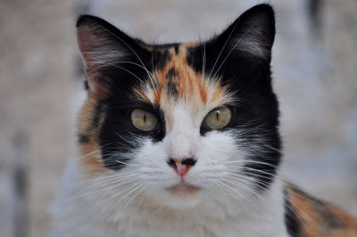 Close-up portrait of a cat