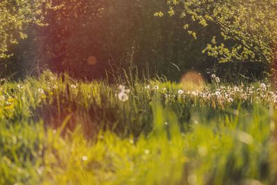 View of an animal on field