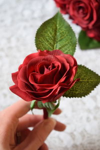 Close-up of pink rose