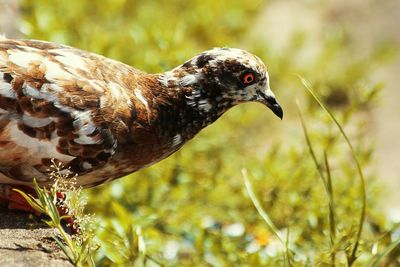 Close-up of bird