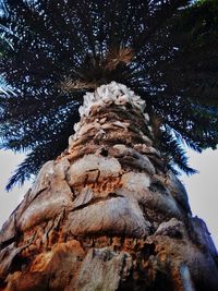 Low angle view of tree against sky