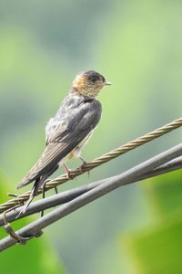 Close-up of bird perching on branch