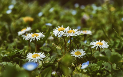 Close-up of white daisy flowers on field
