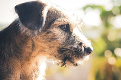 Close-up of dog looking away