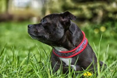 Black dog looking away on field