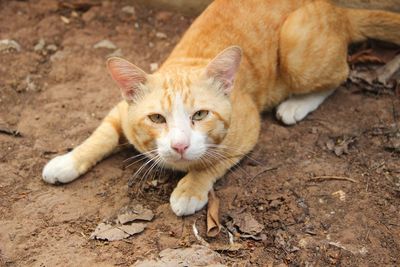 Close-up portrait of a cat lying on ground