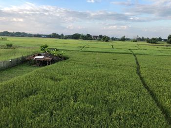 Scenic view of agricultural field against sky