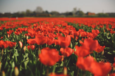 Close-up of red tulips blooming in field