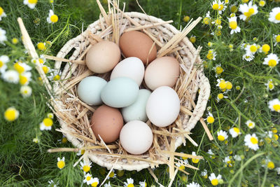 Chicken eggs of various colors.