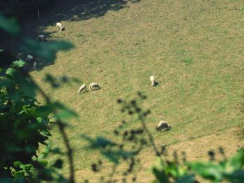 High angle view of sheep on field